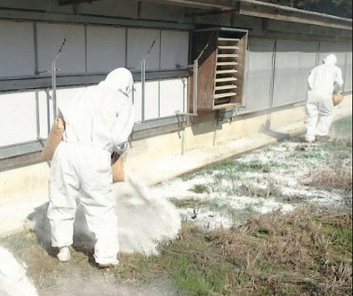 鳥インフルエンザの防疫目的で石灰を散布している写真