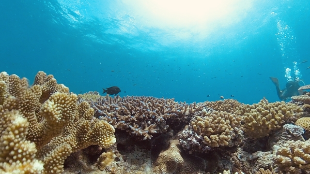 サンゴ礁のイメージ